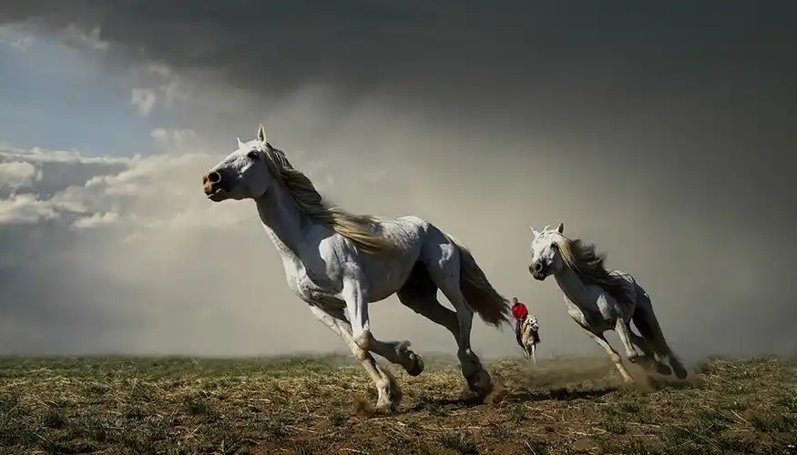 草原上奔腾的骏马