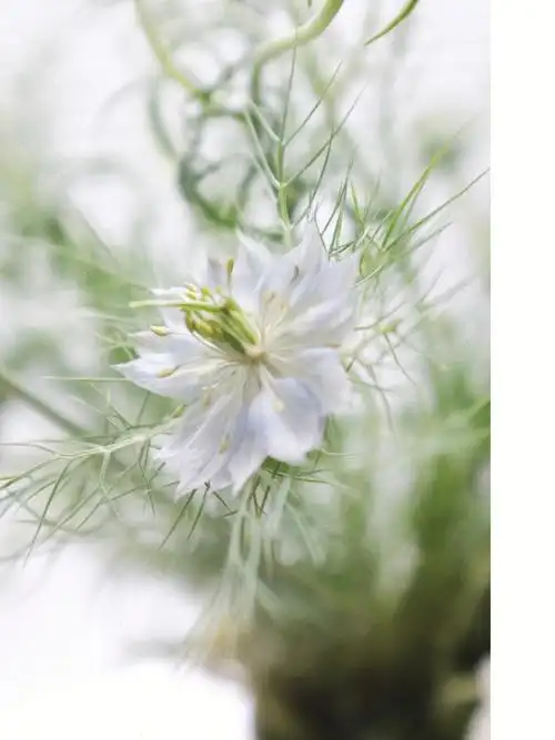 新森林鲜花黑种草花语:无尽的思念小飞燕花语:轻盈,自由白色洋牡丹