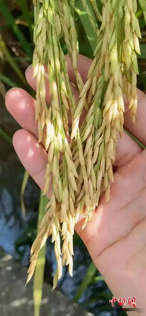 "太空稻"收获了!啥时能搬上餐桌?_水稻