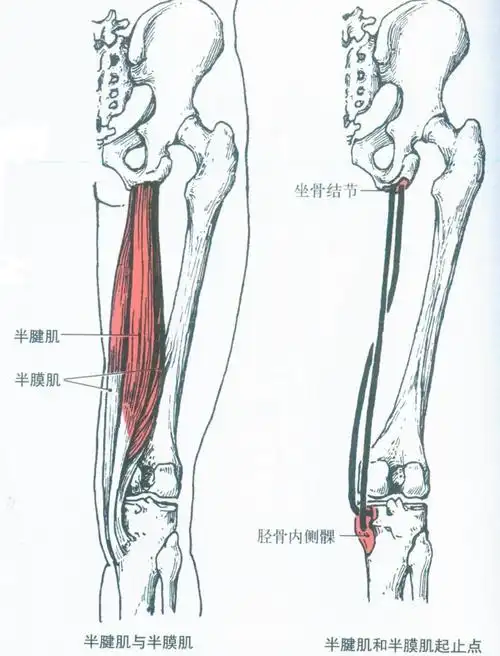 第009期认识你的肌肉之下肢肌大腿肌