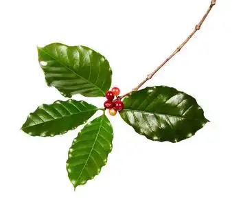 小粒种咖啡治疗红咖啡豆放在一棵有叶子的咖啡树的树枝上,成熟的和未