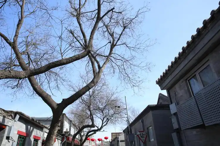 建养老驿站,便民菜站…方家胡同回归生活味