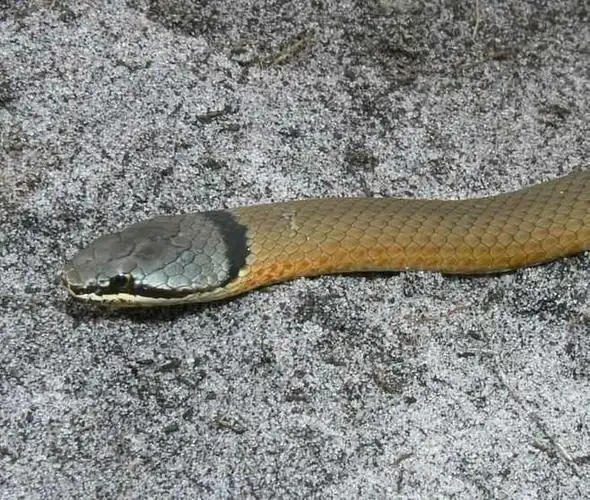 西部小沙蛇 elapognathus coronatus
