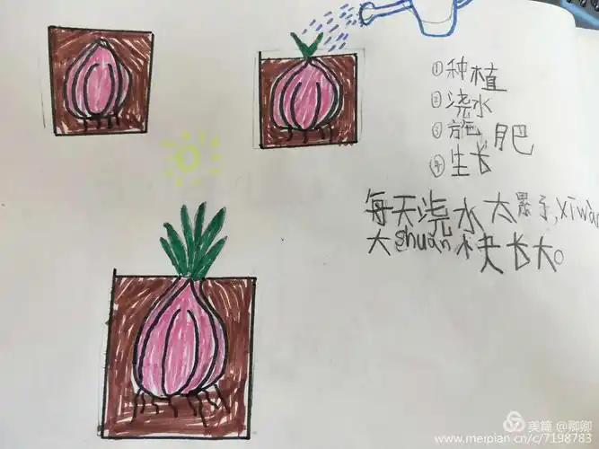 综合实践活动"种大蒜"与绘本观察日记创作——楚雄市鹿城小学一(3)班