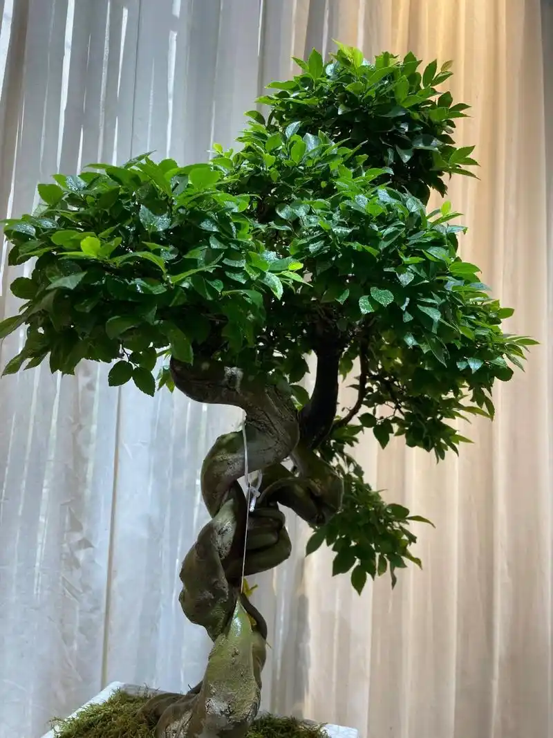 朴树又称相思树～ 1,光温环境:朴树是常见的喜阳植物,在生长阶段一般