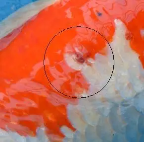 【鱼病实战篇】-原虫,痘疮.