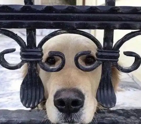 动物头像图片沙雕