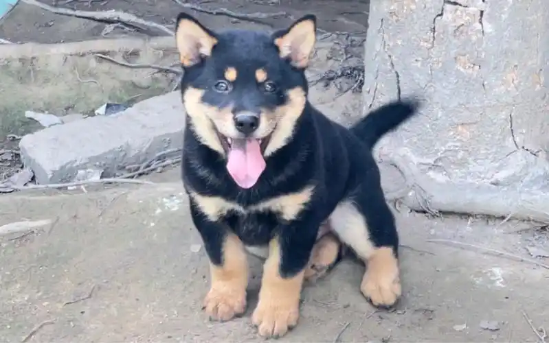 一条乖巧的小四眼狗,文静懂事,它有这样的性格谁不爱?