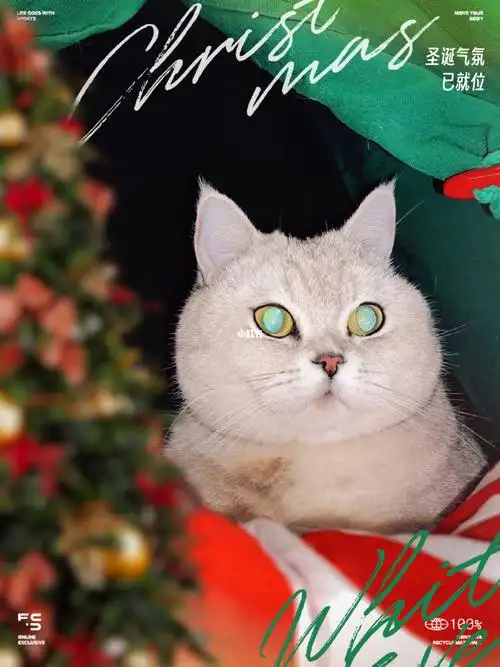 好一个碧眼狐狸在勾人