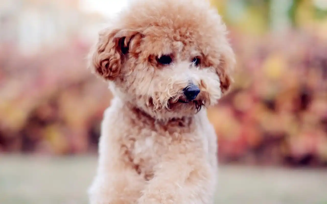 呆萌治愈系可爱泰迪犬宠物狗高清桌面壁纸下载第二辑