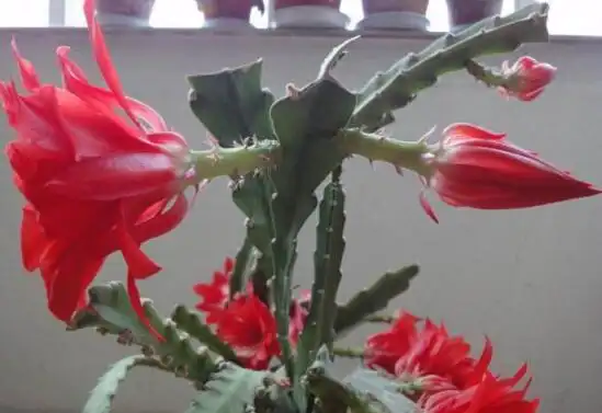 令箭荷花公母枝条怎么修剪,令箭荷花的养护技巧