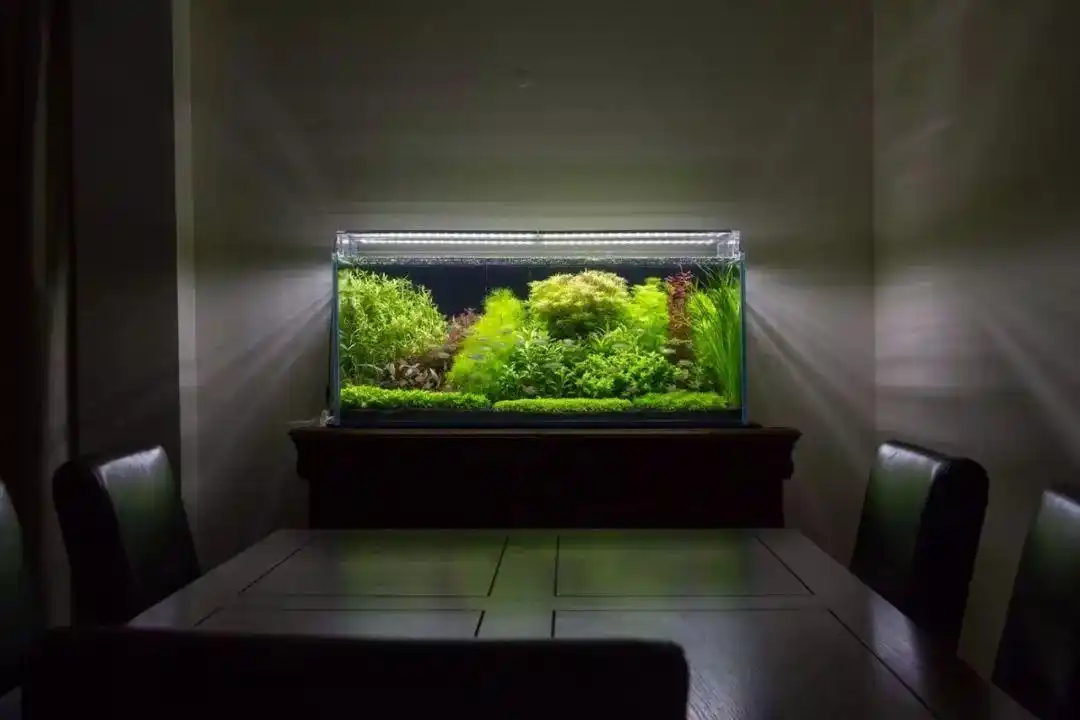 本色水景120cm荷兰景草缸教程请查收水陆雨林水草缸造景学习培训教程