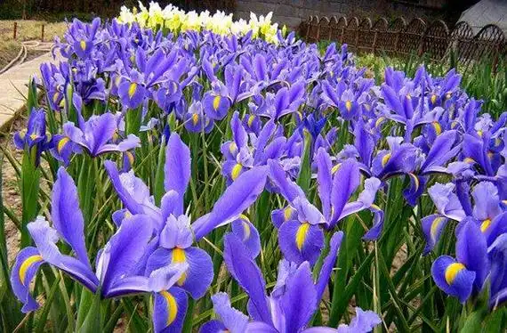 鸢尾的花语是什么鸢尾的寓意和象征