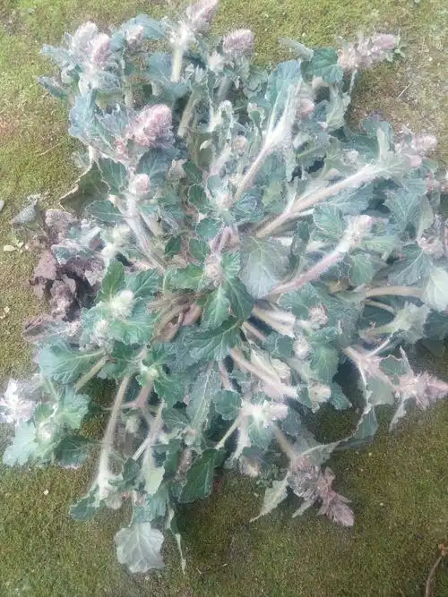 野生中药材白毛夏枯草新鲜散血草破血丹苦草白头翁筋骨草500g推荐