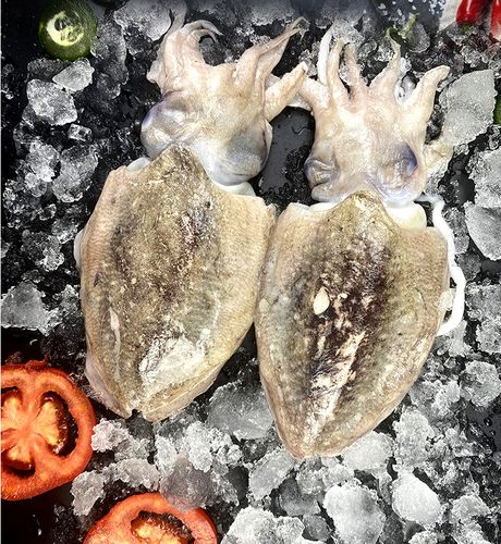 舟山东海深海墨鱼大乌贼新鲜冷冻目鱼鲜活乌贼章鱼冰鲜海鲜包邮