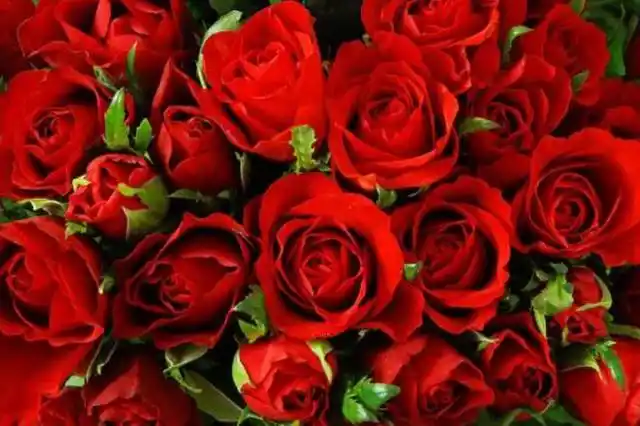 玫瑰花是爱情之花,你知道它的不同花语吗?
