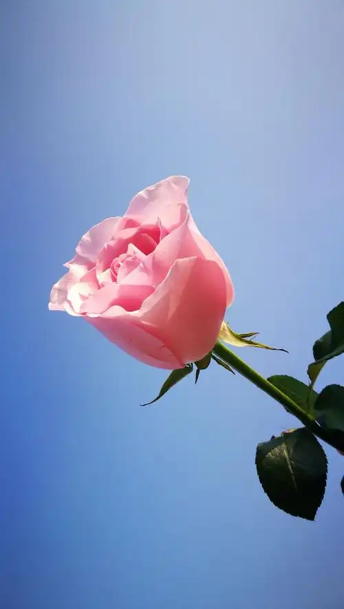 阳光下明媚盛开的玫瑰.  by  诗诗