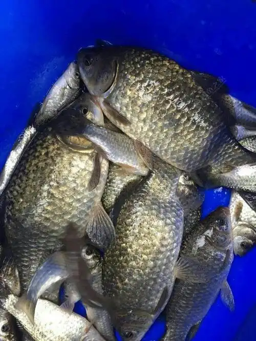 传说中的芝麻鲫