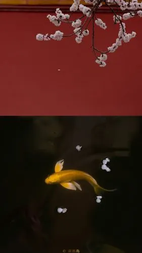 锦鲤来啦 好运连连 cr:@回形岛人物壁纸/锁屏壁纸/拼接壁纸ins 摄影