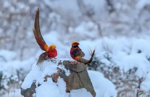 红腹锦鸡祝西藏版各位老师新年快乐