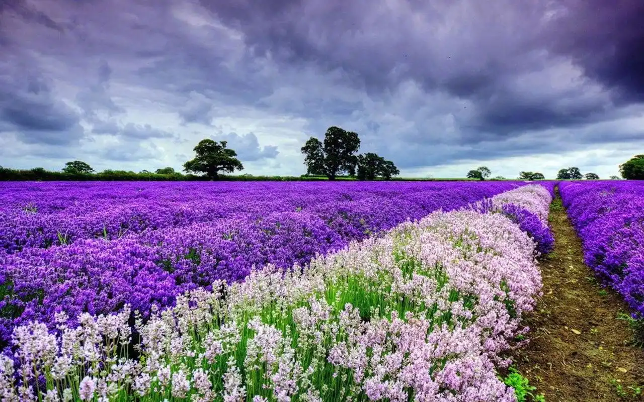 风景壁纸,唯美,花卉,植物,高清,自然风光,花海,迷人,壁纸,1920x1200
