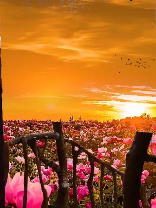 夕阳花海
