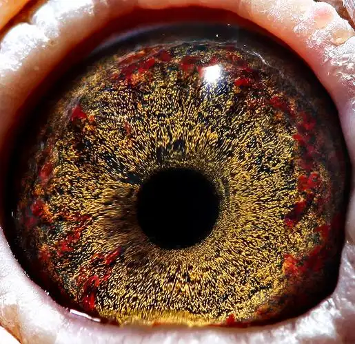 >> 查看拍卖商品