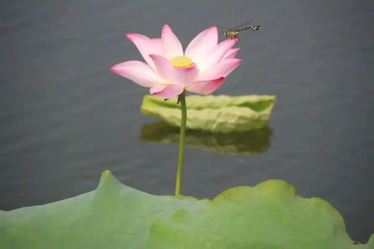 在盛夏的风景里,最独特,最不能错过的,莫过于拥有"花中君子"