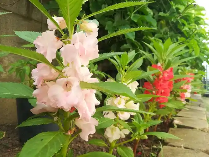 艳丽绽放的凤仙花