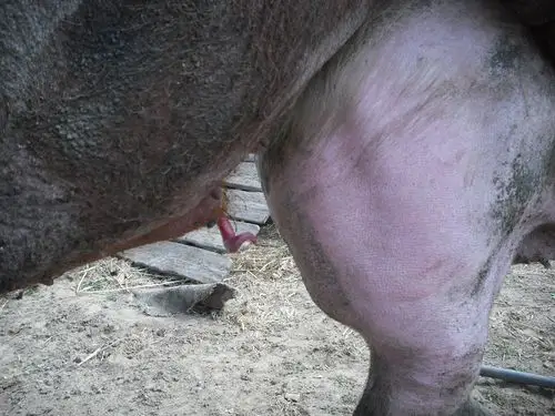 这公猪鞭子这么不好使啊