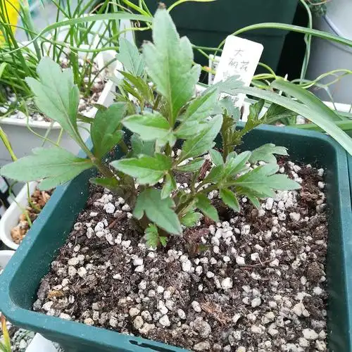 这个我完全不抱希望的大丽花居然发芽了,真是万万没想到