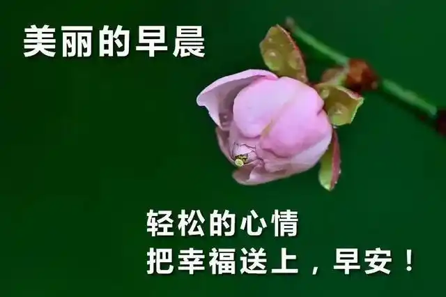 早安祝福语短信大全 特别新的早上好问候语暖心句子