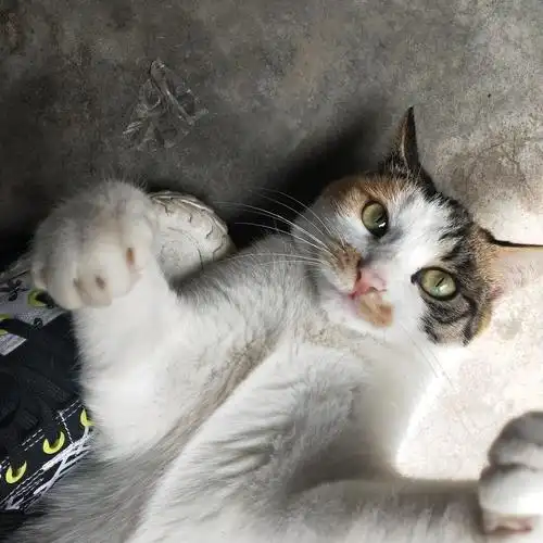 她的眼睛是不是很好看●v● - 克克丽丽贝雫