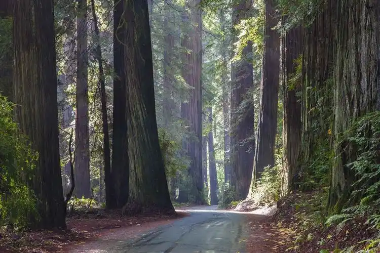 加州·红木国家公园·redwood