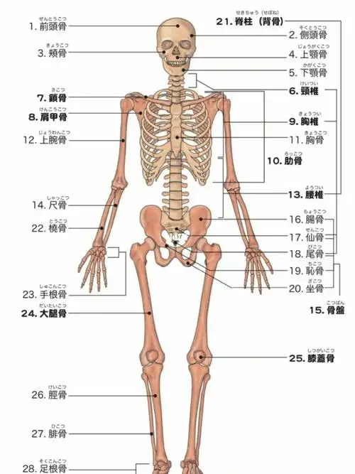 肌肉骨骼的日语表达方法