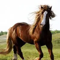 真马头像图片真实骏马图片合集