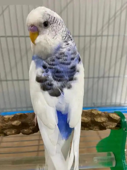 活体虎皮大头大体型蘑菇头鹦鹉可繁殖可教说话雏鸟上手观赏欧血鸟 浅