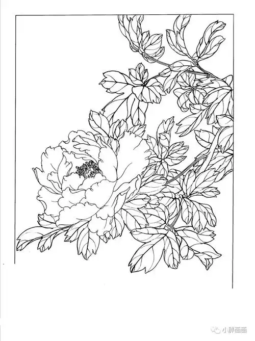以下是小胖为大家整理推荐的关于牡丹白描工笔画图片大全,希望你能