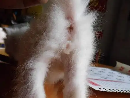 一个月左右大的小猫分辨公母 有图!在线等!还有它两天没有大便怎么办?