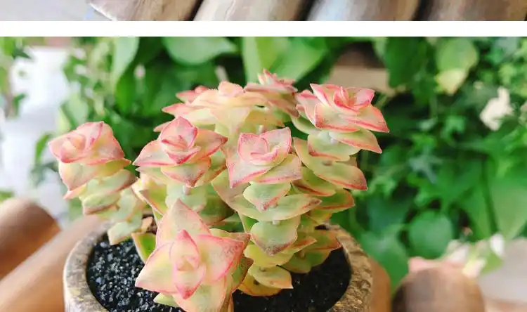 津沽园艺多肉植物十字星锦耐旱好养懒人绿植盆栽1株