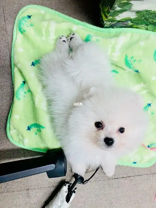 5个月的博美,变化这么大么,但我依然很爱你