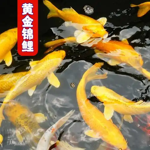 观赏金鱼活体小黄金锦鲤龙凤招财鱼放生鱼好养易活鱼金鲤鱼风水鱼