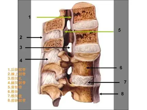 后纵韧带 2.棘上韧带 3.椎间孔 4.棘间韧带 5.黄韧带 6.椎体 7.