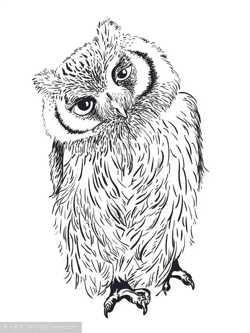 猫头鹰手绘黑白