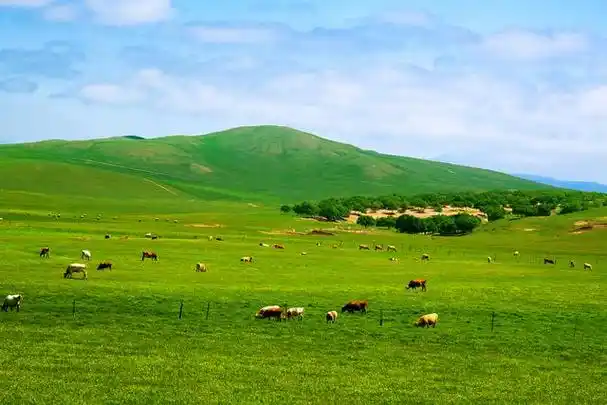 内蒙古大草原,是我国最美的自然景观之一,每年吸引着来自世界各地的