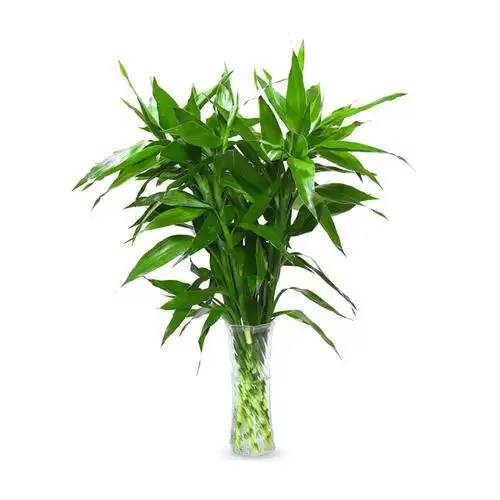 该如何修剪-娟蝶鲜花网唯美富贵竹素材背景富贵竹简笔画图片大全