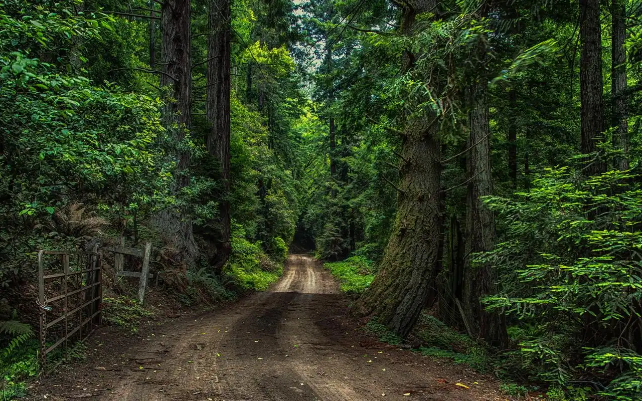 精选森林景色唯美高清电脑桌面壁纸