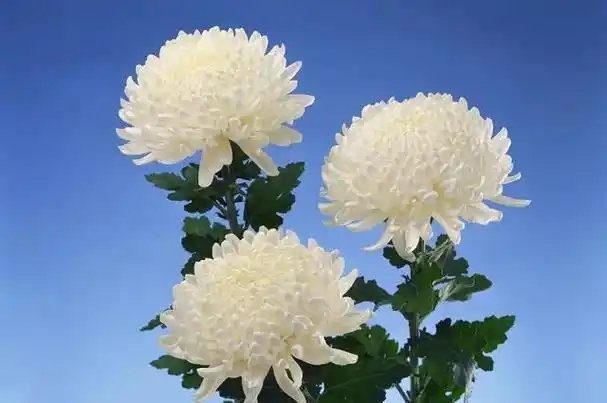 更是大地的儿子 你把这片热土深深地热爱 菊花香菊花白 白菊花为你为