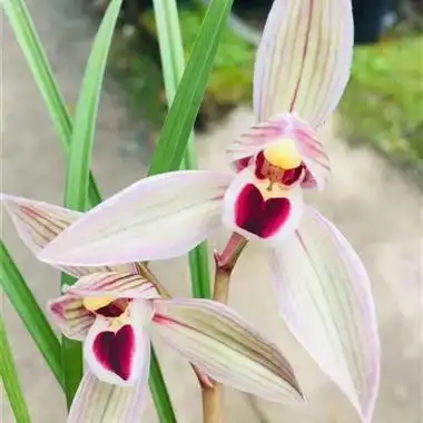 心心相印2苗半 - 中国兰花交易网