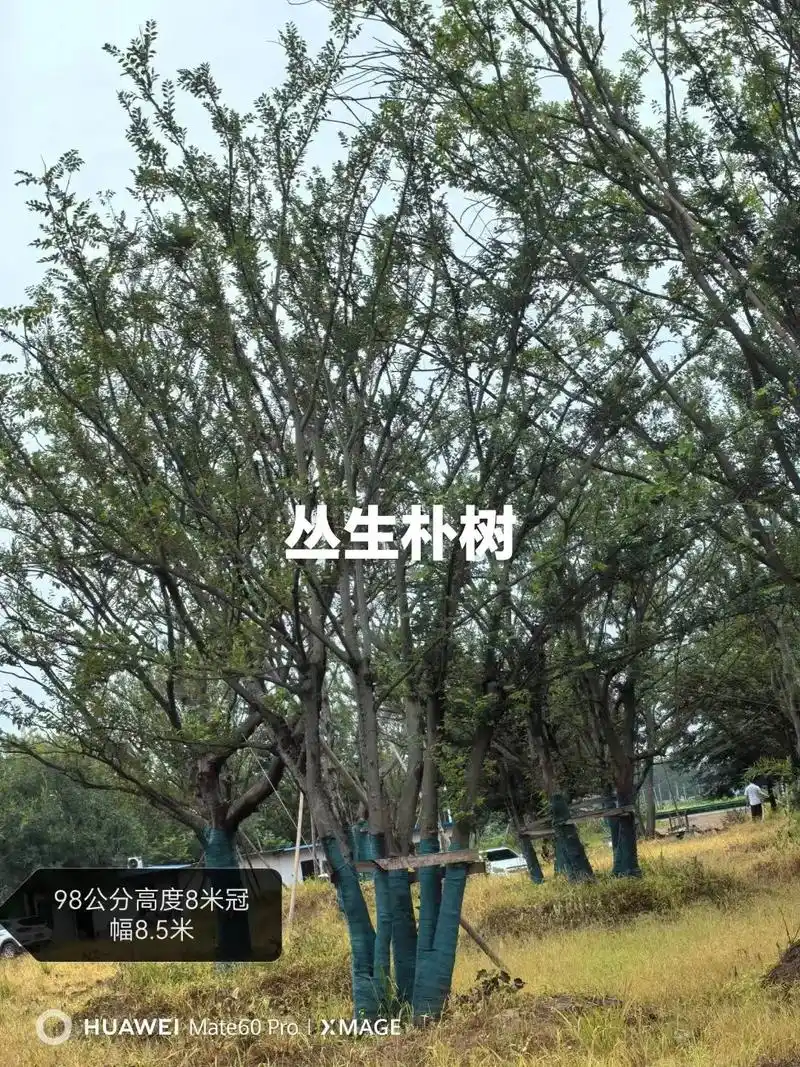 丛生朴树,作为一种多杆生长的朴树品种